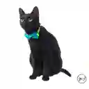 Collar Ajustable Para Gato Michi Amarillo