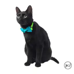 Collar Ajustable Para Gato Michi Amarillo