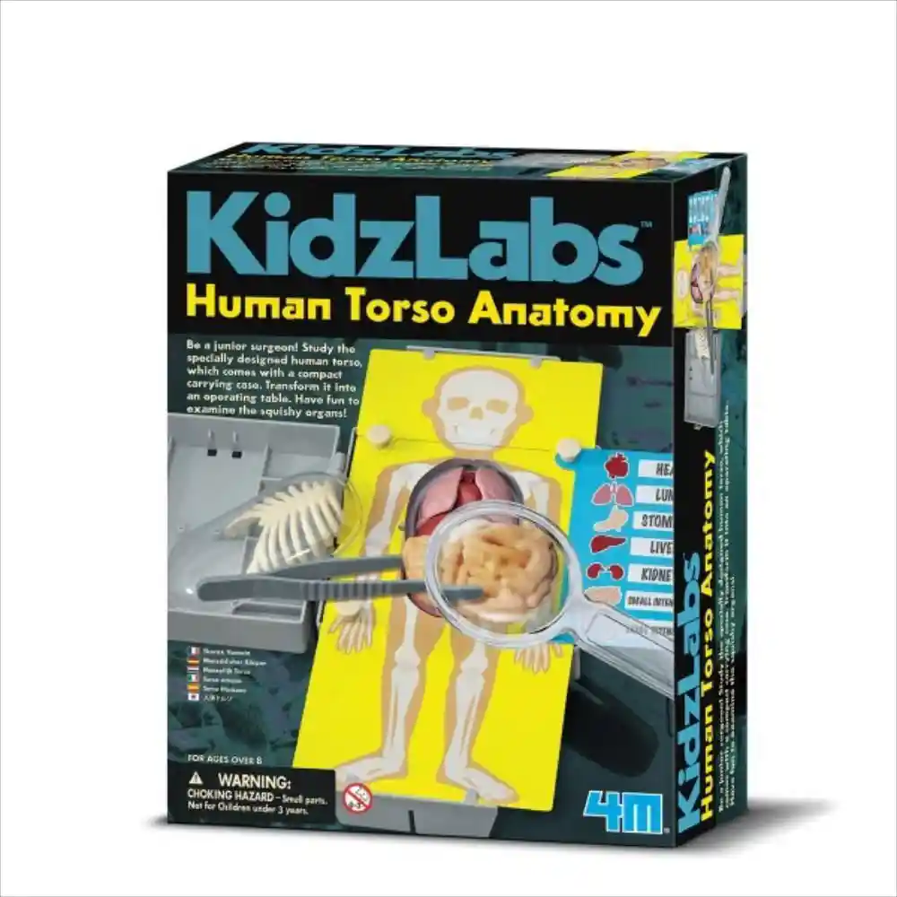 4M Juguete Humano Torso Anatomía