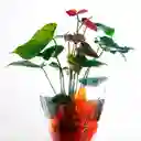 Planta Anturio