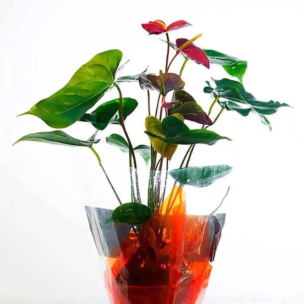 Planta Anturio