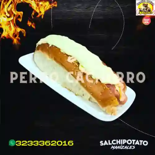 Perro Cachorro