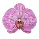Orquídea de Mamá Elegance en Matera