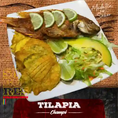 Tilapia