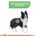 Royal Canin Cuidado Nutrición Medio Digestivo Bolsa