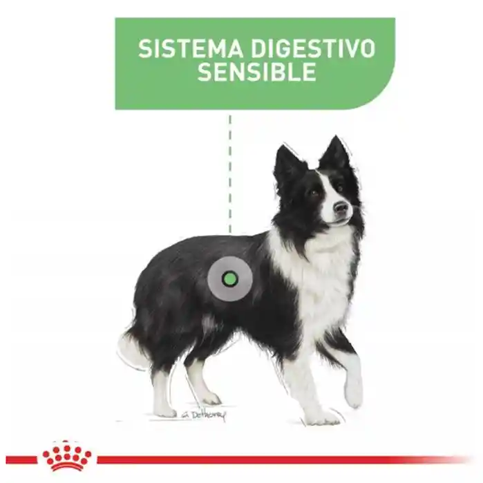 Royal Canin Cuidado Nutrición Medio Digestivo Bolsa