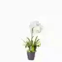 Ambiente Gourmet Flor Orquidea en Maceta 80 cm