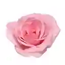 Arreglo Floral 12 Rosas Rosadas en Caja