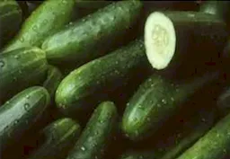 Pepino Cohombro