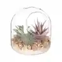 Maceta Cactus de Vidrio