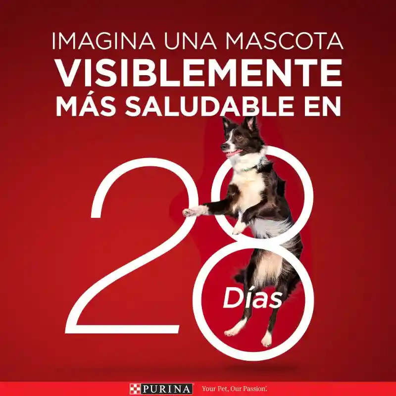 Comida para perro Purina One adultos minis y pequeños Pollo y Carne X 500gr