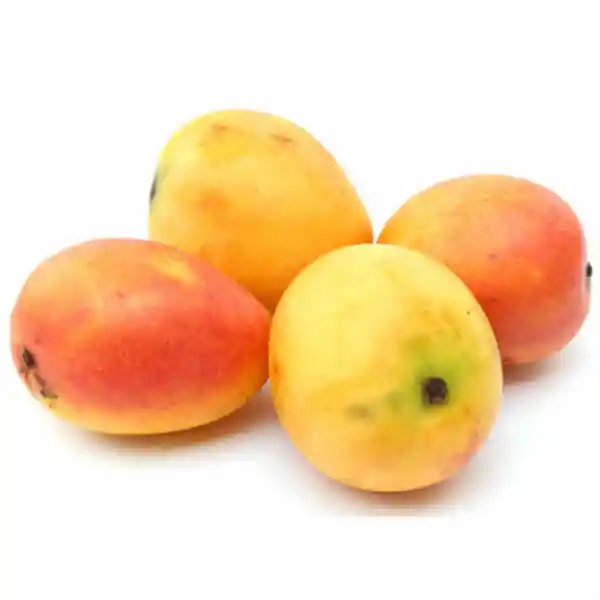 Mango Común