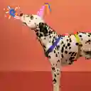 Arnes Para Mascota