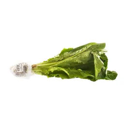 Lechuga Olimpica Romana Hidropónica