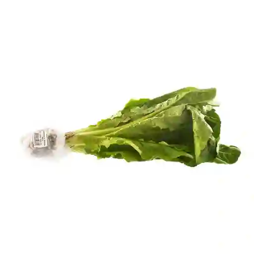 Lechuga Olimpica Romana Hidropónica