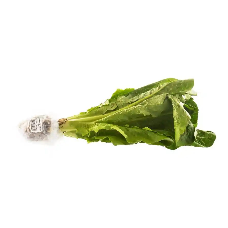 Lechuga Olimpica Romana Hidropónica