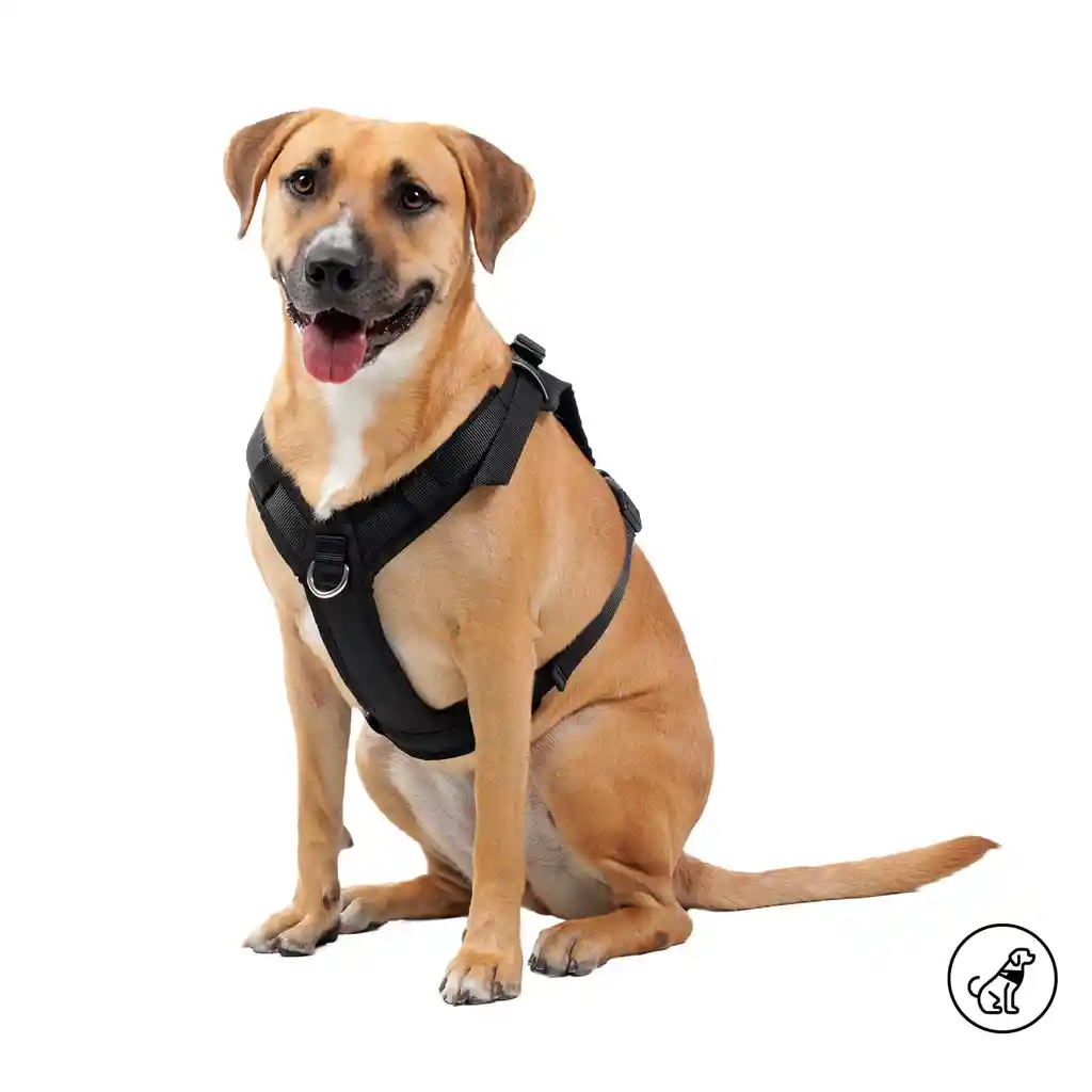 Arnés Pechera Para Perro Rex M Negro