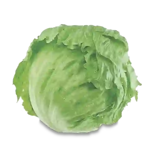 Lechuga Batavia