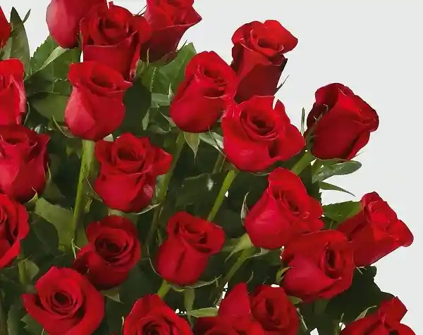 Arreglo Floral 100 Rosas Rojas Amor de Amores en Ramo