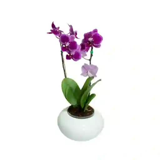 Orquídea Mini Matera de Cerámica