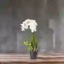 Ambiente Gourmet Flor Orquidea en Maceta 80 cm