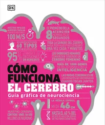 Cómo Funciona El Cerebro