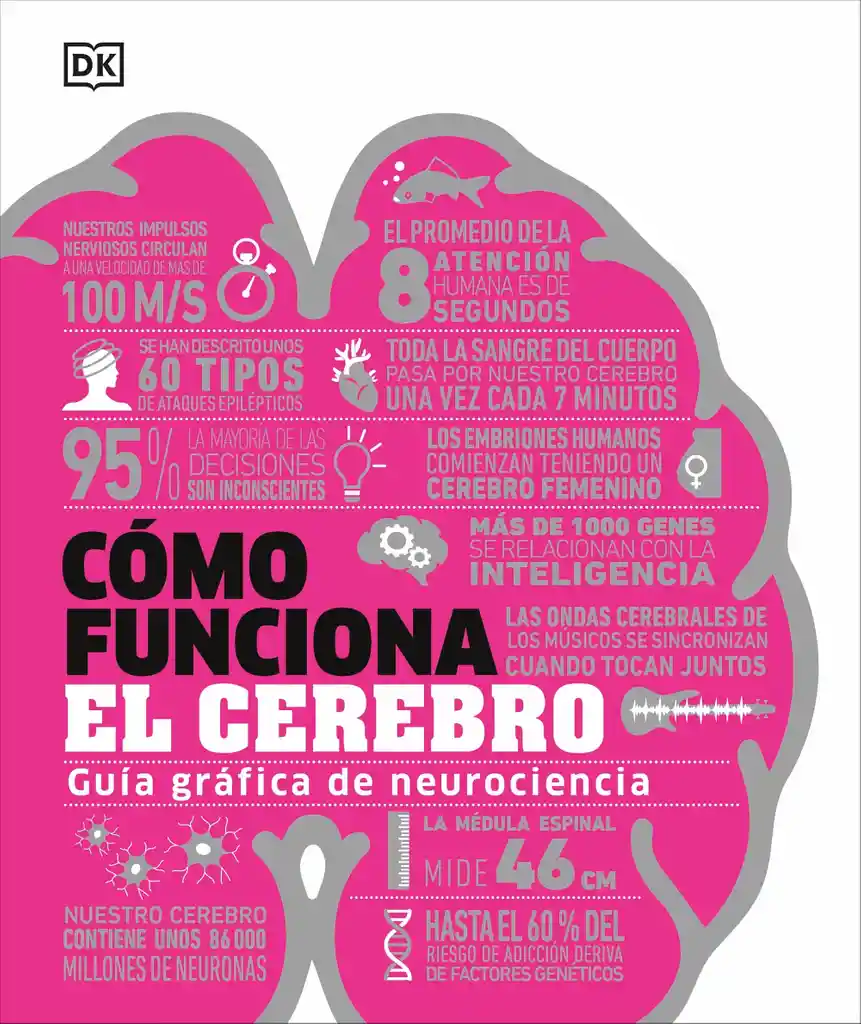 Cómo Funciona El Cerebro