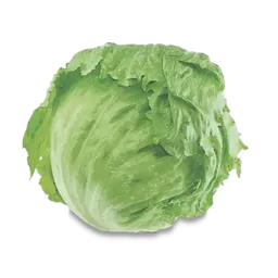 Makro Lechuga Batavia Granel