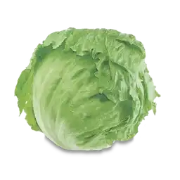 Makro Lechuga Batavia Granel