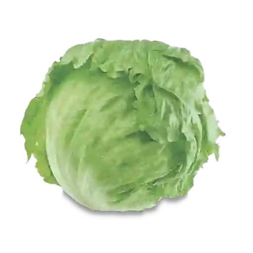 Makro Lechuga Batavia Granel
