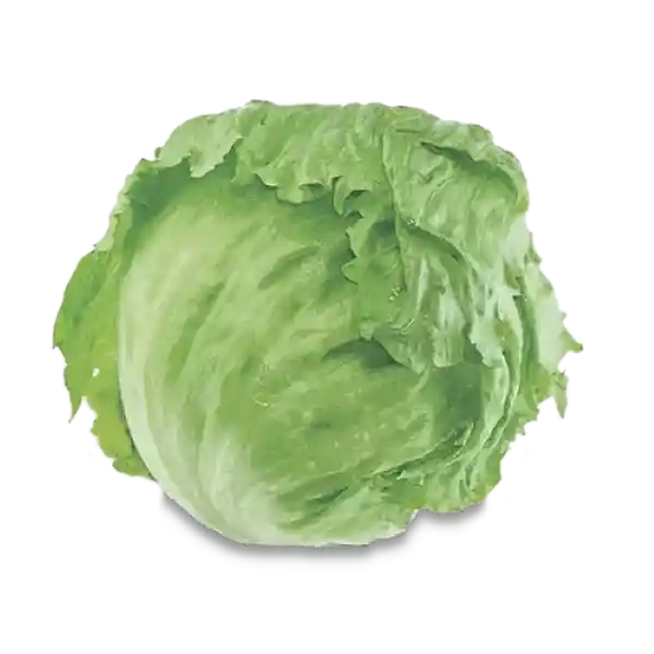Makro Lechuga Batavia Granel
