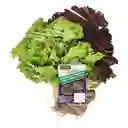 Members Selection Lechuga Tropical