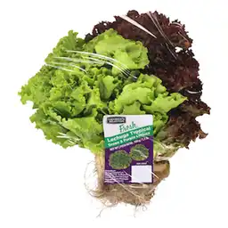 Members Selection Lechuga Tropical