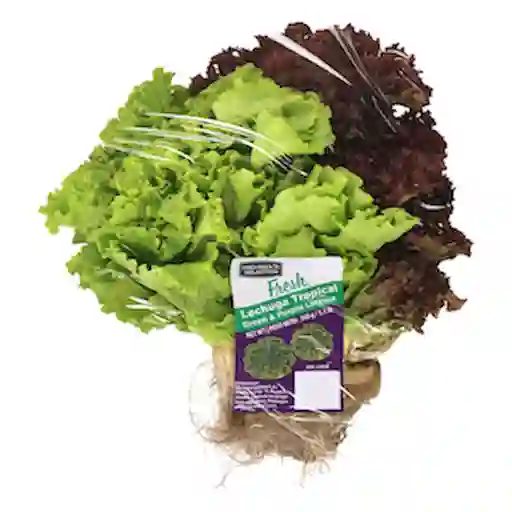 Members Selection Lechuga Tropical