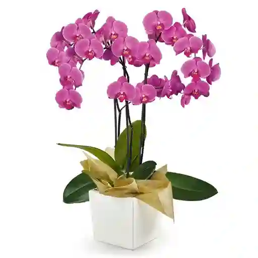 Orquídea Morada Premium en Matera