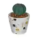 Planta C/pote H&h 442-281460