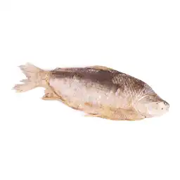 Bocachico
