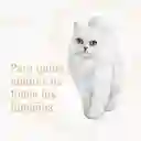 Comida húmeda para gato Purina Fancy Feast Petits Filets sabor a salmón x 85gr