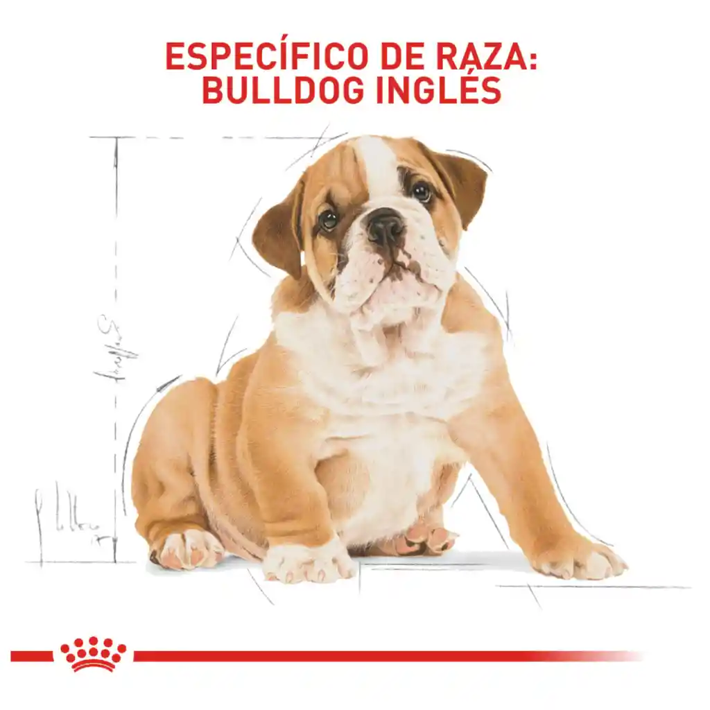 Royal Canin Breed Health Nutrition Bulldog Puppy 12Kg