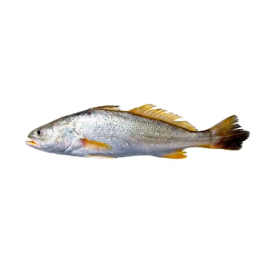 Corvina Kg