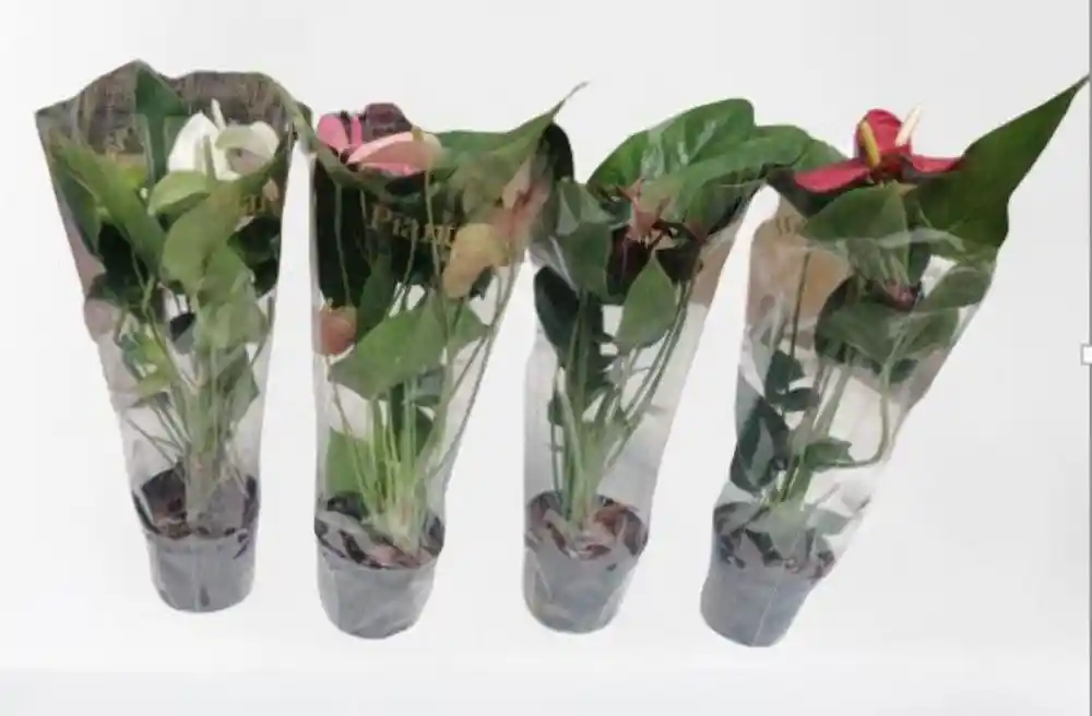 Jade Rosa Planticas Sin Ref