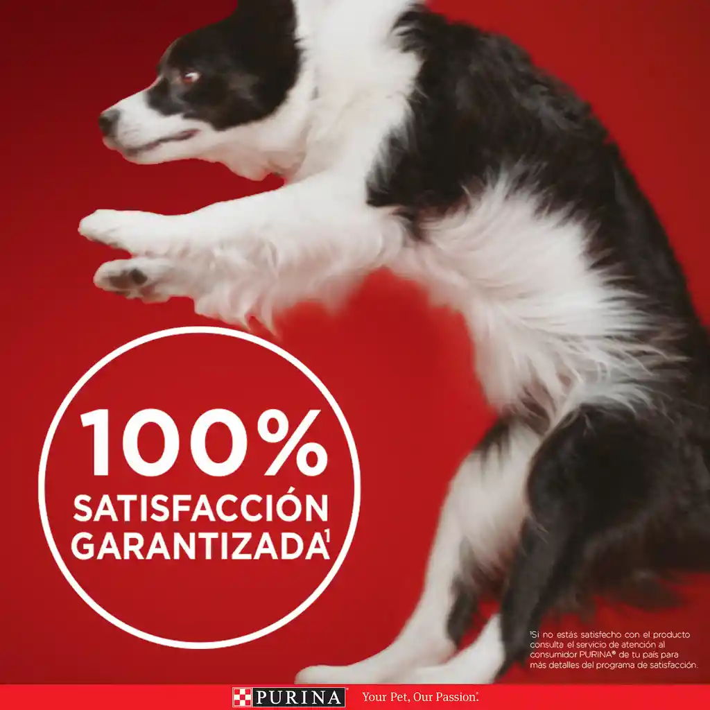 Comida para perro Purina One adultos minis y pequeños Pollo y Cordero X 3,5kg