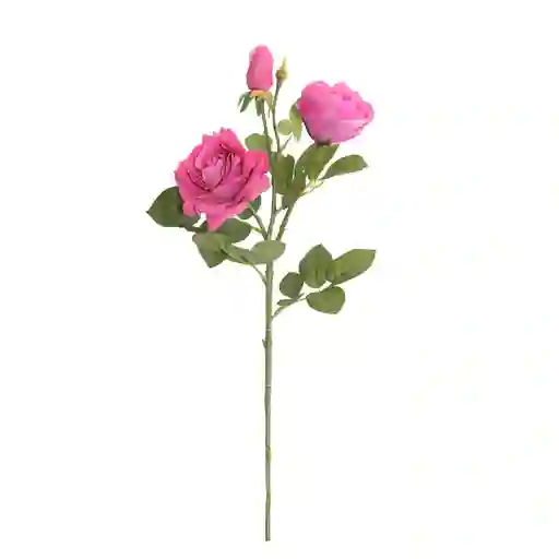 Rosas Gio Home Malva 3 Und