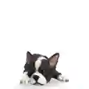 Perro Boston Terrier Ambiente Gourmet