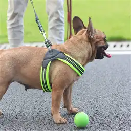 Calabaza Traílla Para Perro Con Arnés Premium Talla L