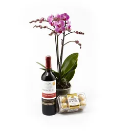 Combo Mini Orquídea Multifloral Morada