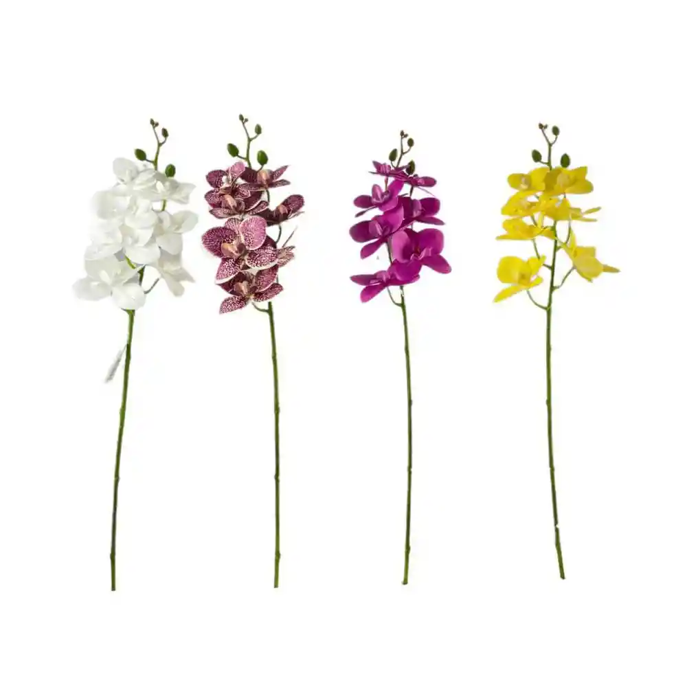 Orquidea Colores Concepts 449376999srt