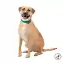 Collar Ajustable Para Perro Mylu M Verde
