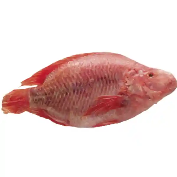 Mojarra Roja