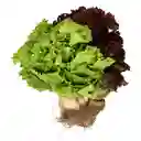 Members Selection Lechuga Tropical
